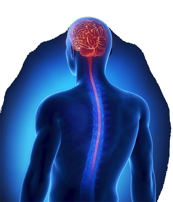 brain-spine-graphic